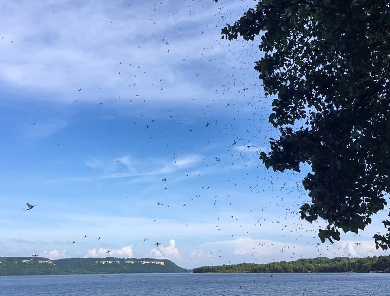 A July mayfly swarm a year or so ago. There goes your hairdo! / Photo by Pamela Miller