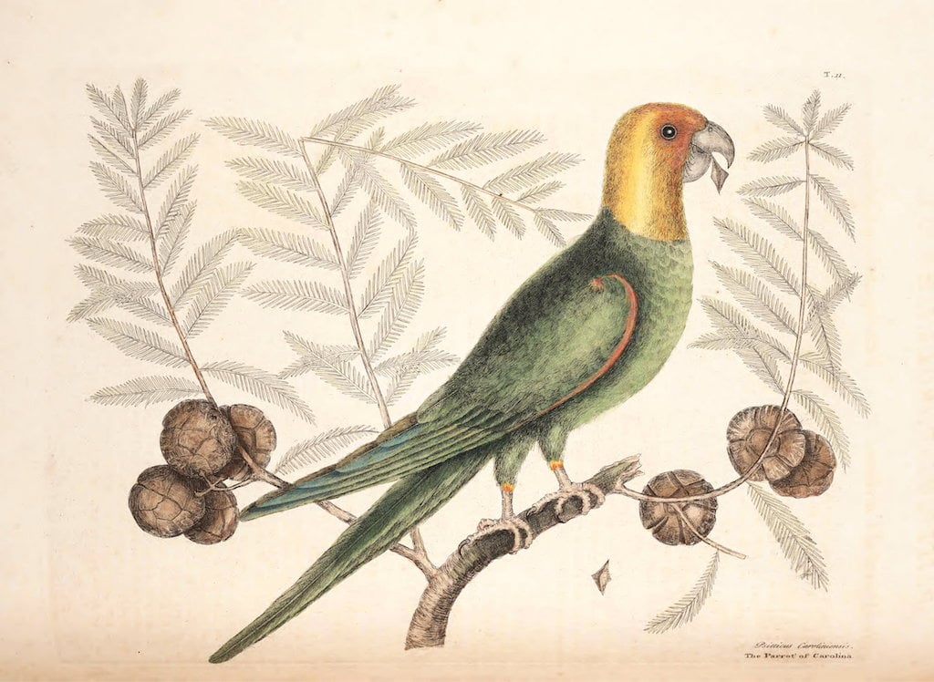 Murder-mysteries, edits and a budgerigar