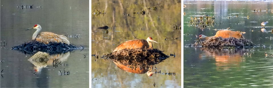 Crane on nest: April 12, May 1 and May 4.