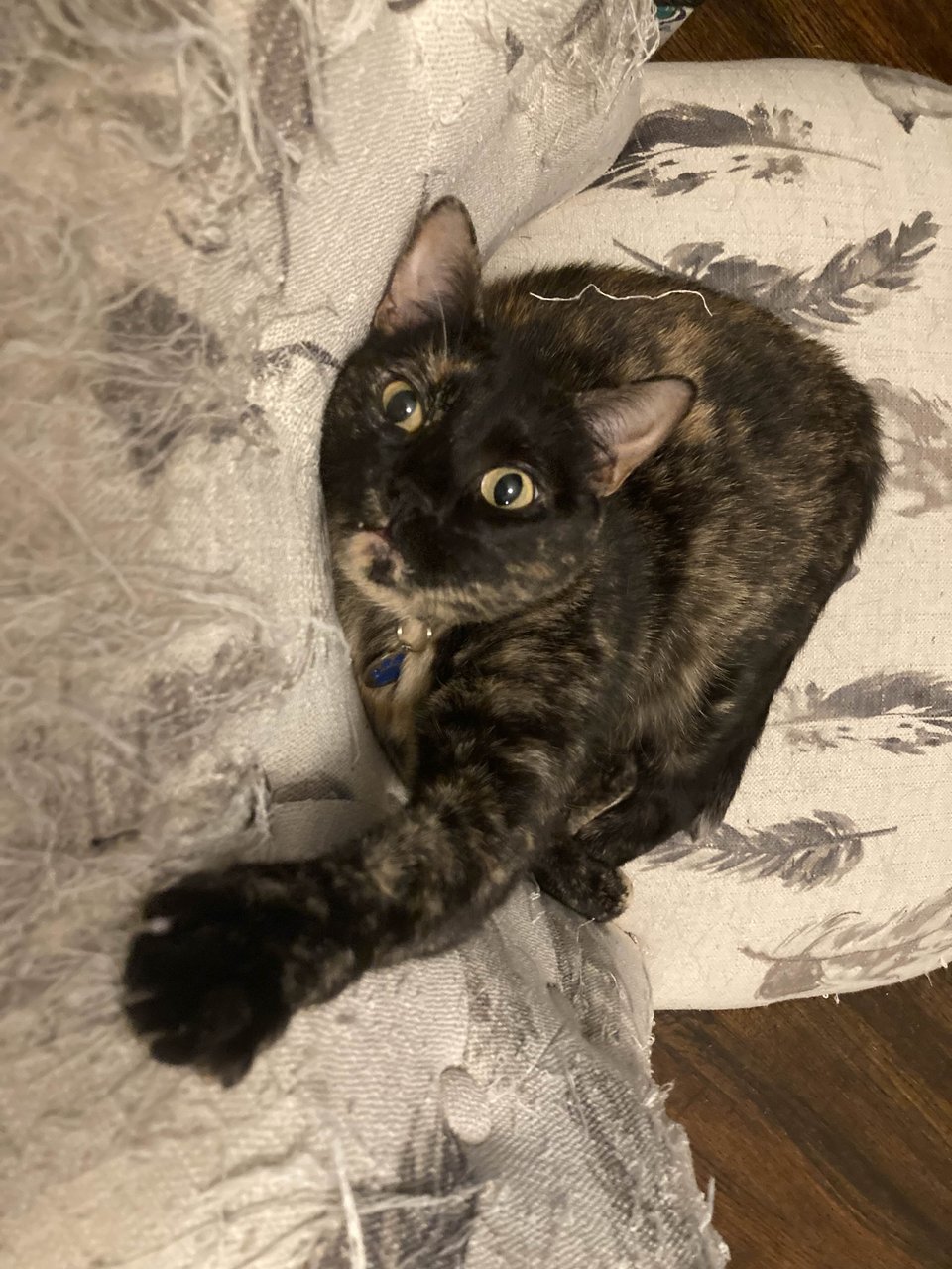 A tortoiseshell cat with yellow eyes and a blue paw on her collar tag, her body is pressed against the back of an upholstered chair, as she reaches up towards the viewer. One of her fangs is visible, giving the impression that she's the cutest vampire as well as a cat.