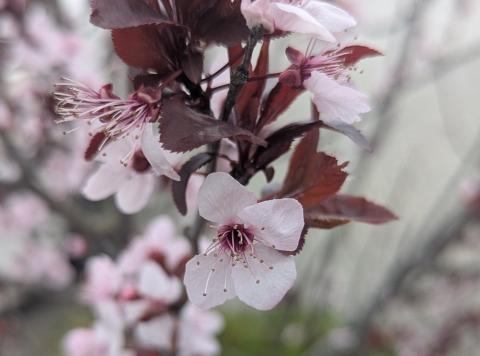La flor que me encontré un gris día de febrero al salir del centro de salud.