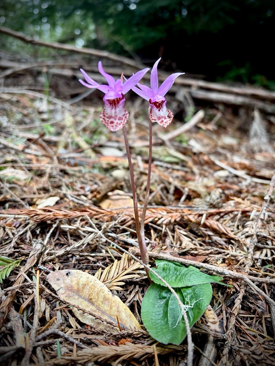 two twinned flowers - small, delicate purple orchid shaped blooms on tall leafless stems, against a brown forest floor background