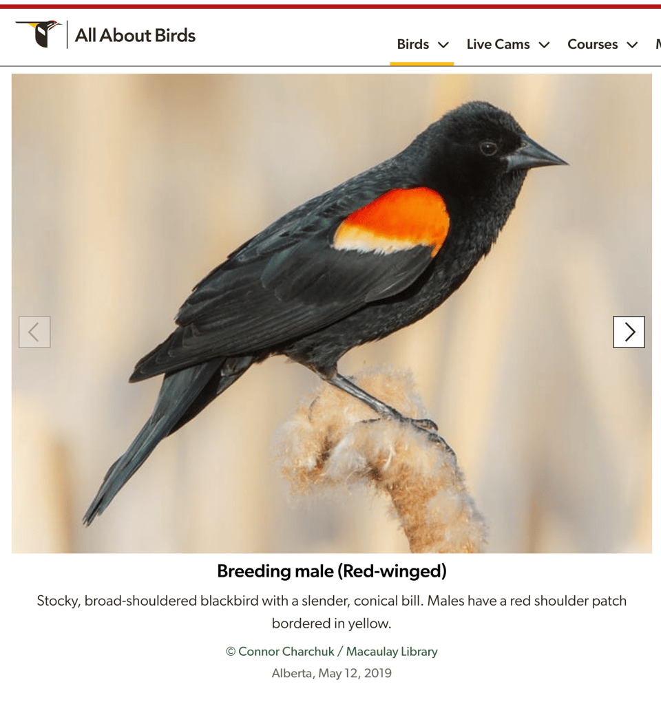 a picture of a breeding male red-winged blackbird from a website, bird is medium sized all black with a stripe of red and yellow on the top of his wing