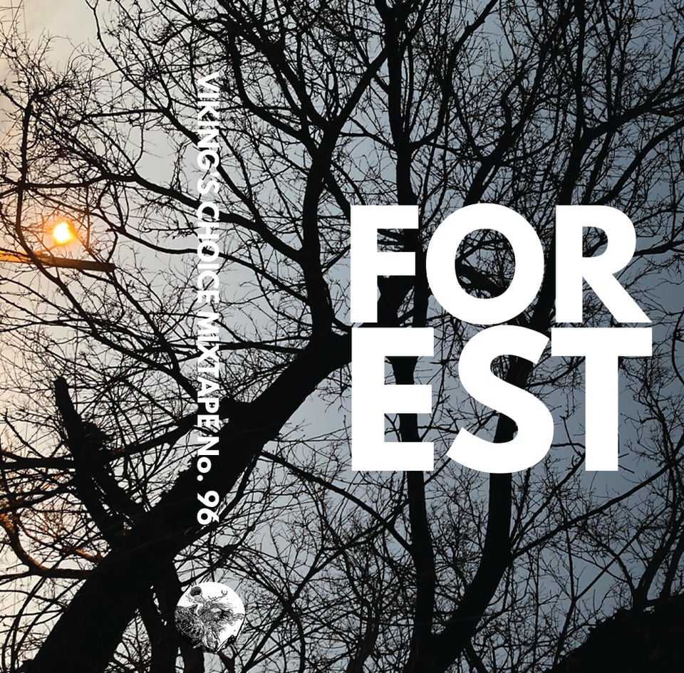 The shadow of a barren tree at sunset. Mixtape title: forest.