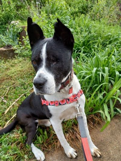 Fitness Coach Vanburen, a black and white dog wearing a red harness, sits on newly mown grass.