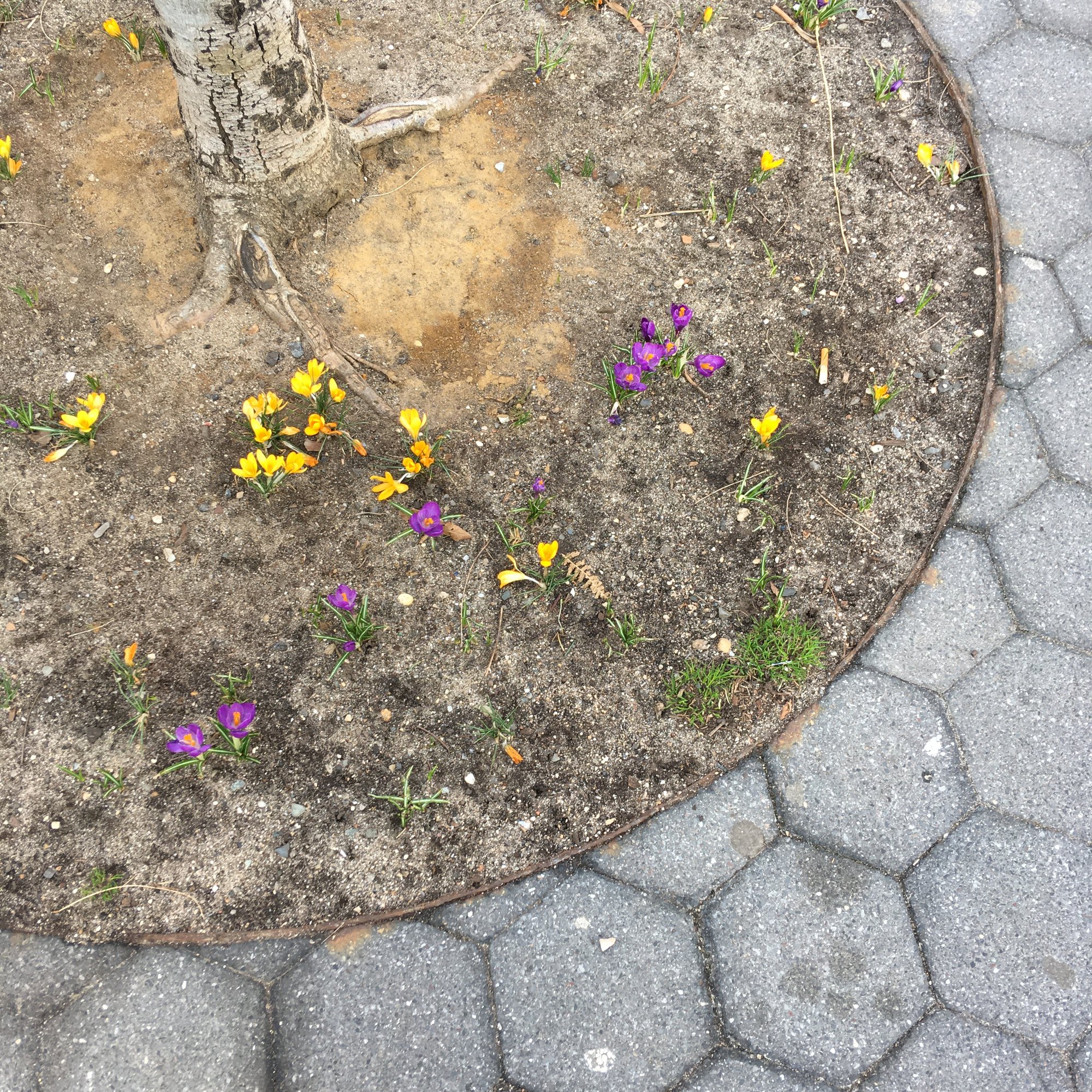 Photo depicts an overhead shot of a tree planted in the middle of a sidewalk. At the base of the trunk, yellow and purple flowers peek out at the cusp of spring.