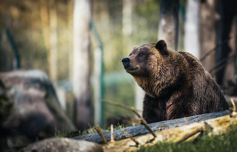 A photo of a grizzly bear in the woods. It is sitting on its haunches and looking off to the left. It is siting in a clearing, with the woods in soft focus in the background.