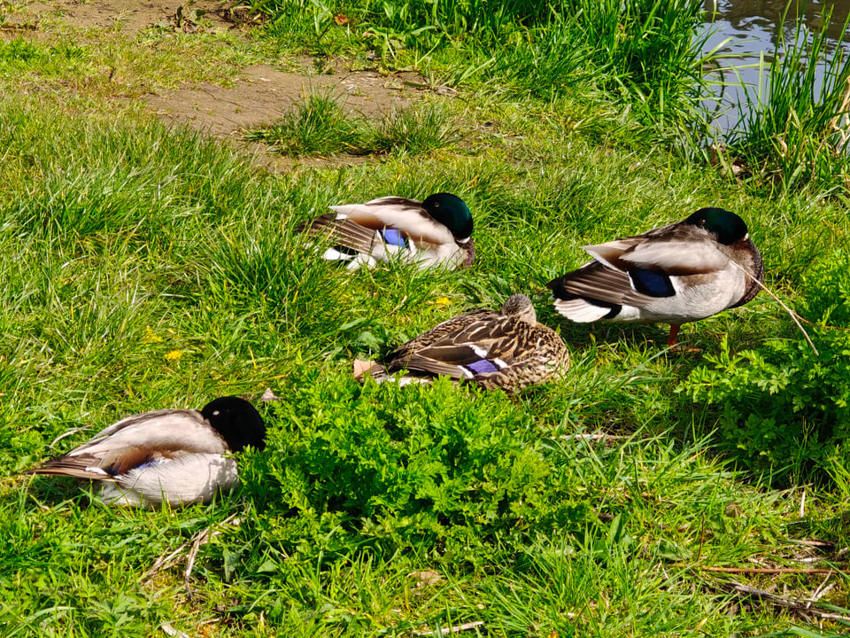 Four ducks sleeping by a river, with their heads facing backwards and their bills buried into their backs