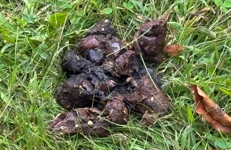 Black bear scat, spotted in a couple of places in Frontenac State Park in September 2025. Forensic evidence that bears do occasionally pass through our area. (Not coincidentally, an Old Frontenac resident photographed a large black bear near that town’s historic cemetery around this time.) / Photo courtesy of Richard Herron