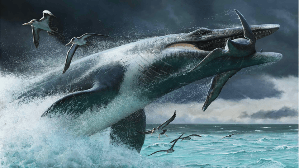 Art of a large sea lizard - a mosasaur - lunging form the water with a smaller marine reptile in its mouth.