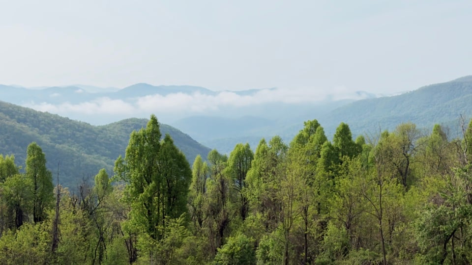 A panoramic view of tree covered mountains with a low cloud in the distance