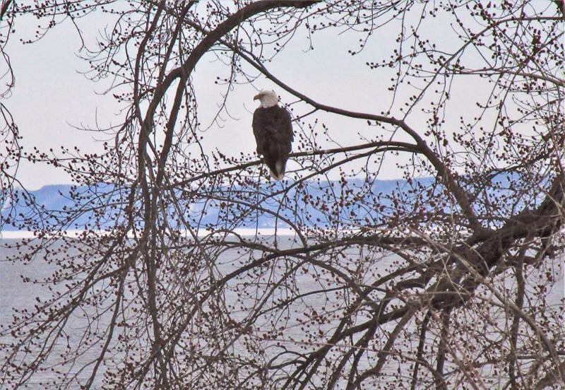 As the ice on Lake Pepin melts, you’ll see more Bald Eagles, and lots of waterfowl, along the Mississippi River flyway. Frontenac State Park has a front-row seat to that spring show. / Photo by Pamela Miller