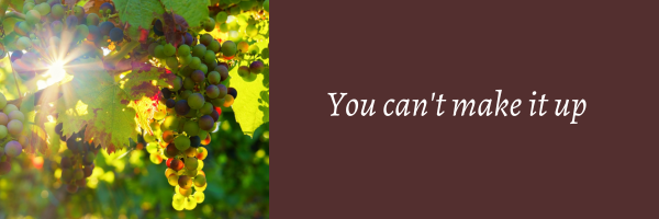 grapes ripening on the vine