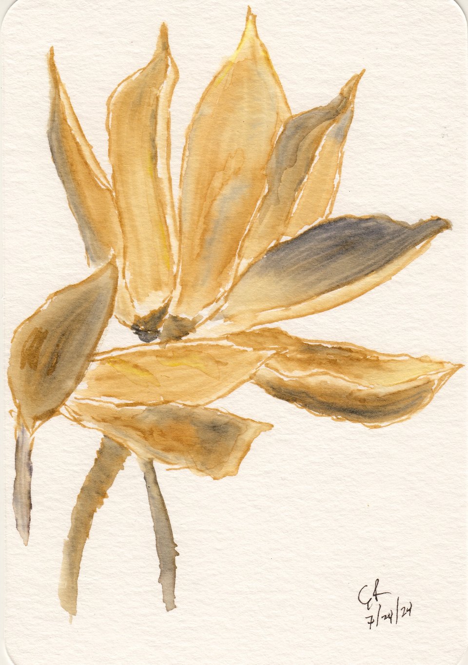 Watercolor postcard of dried hibiscus on the branch, in brown and gold