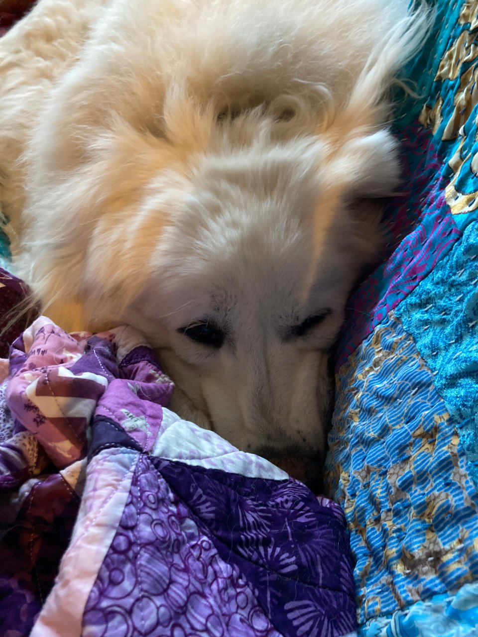 A floofy white dog buries her nose into purple and blue quilts. She's looking up and the camera and asking why I've stopped rubbing her ears.