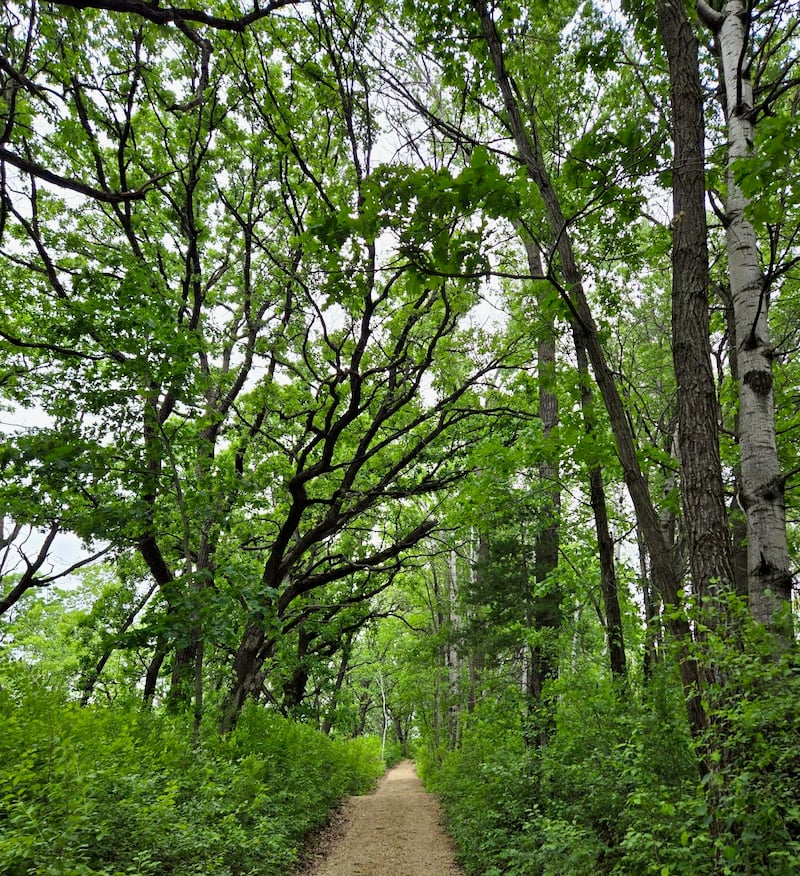 Aren’t oak trees beautiful, with their branches reaching out like welcoming hands (with perhaps arthritic fingers)? The park is rich with them. Many line the upper part of the trail that heads up the bluff from Hill Avenue’s park maintenance building (Point A) to park trail points B and C. / Photo by Pamela Miller