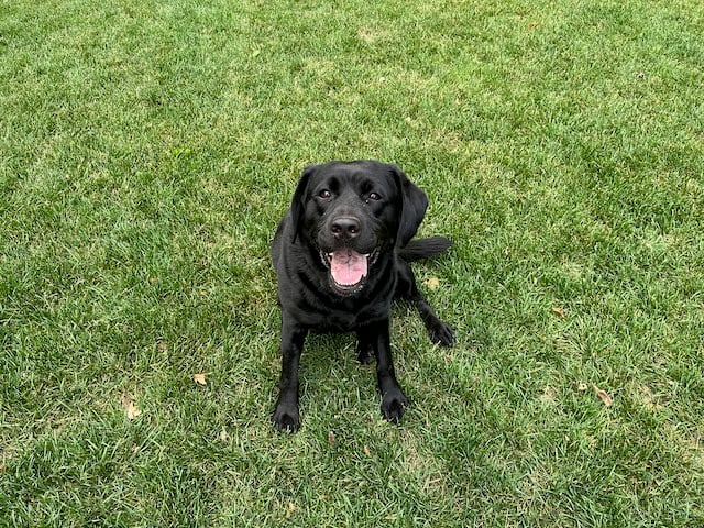 My black lab sitting in the grass with her mouth open