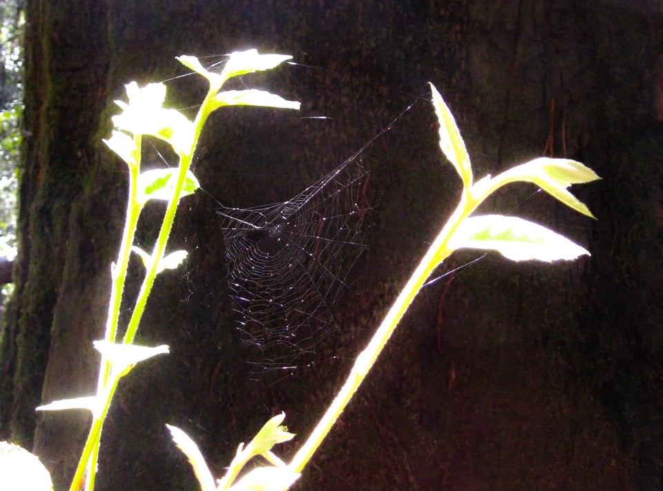 leaves and spiderweb
