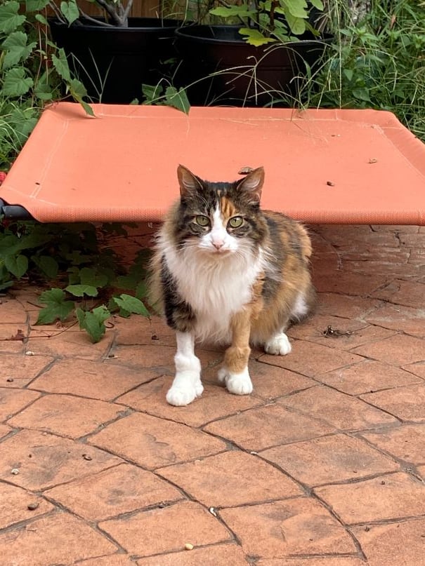 A long-haired ragdoll cat standing on a patio. Her front legs have had some fur shaved, giving her the appearance of wearing boots.