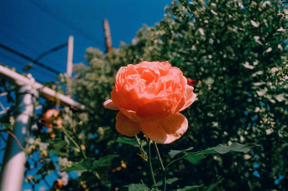 a beautiful perfect glowing rose