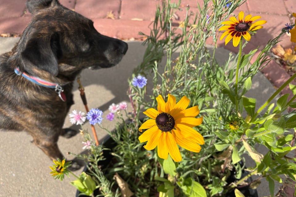 My dog sniffing some flowers