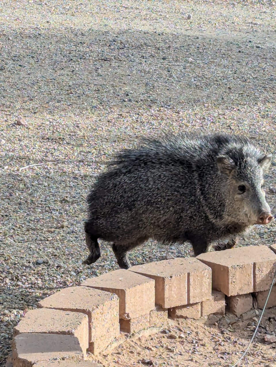 A nervous-looking javelina, which is kind of a pig crossed with a capybara, stands in front of a tree planter, one back foot raised.