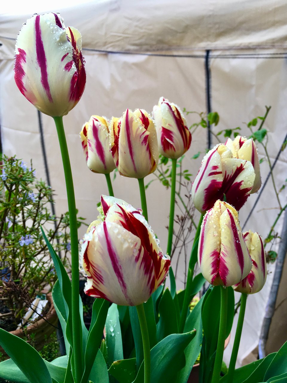 Tulip 'Grand Perfection' has buttery yellow flowers with bold carmine streaks. They're scattered with raindrops and there is a cream canvas structure behind them. The flowers are on sturdy, apple green stems with foliage the same colour. Image by Rowan Ambrose.