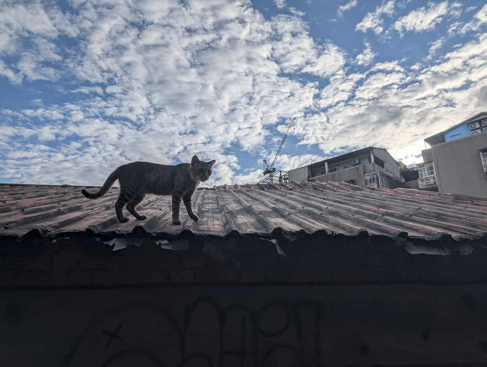 A cat on a hot tin roof with a gorgeous cloudy sky in the background.