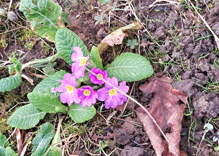 This Sunday's hangouts