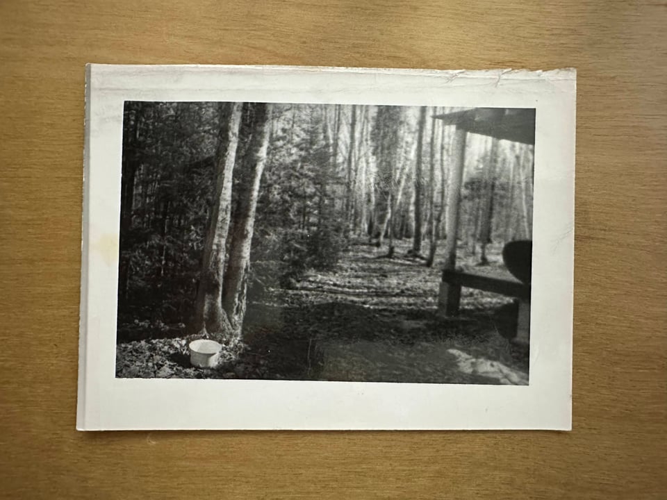a black and white photograph with an empty white pot in the foreground at the base of a tree.