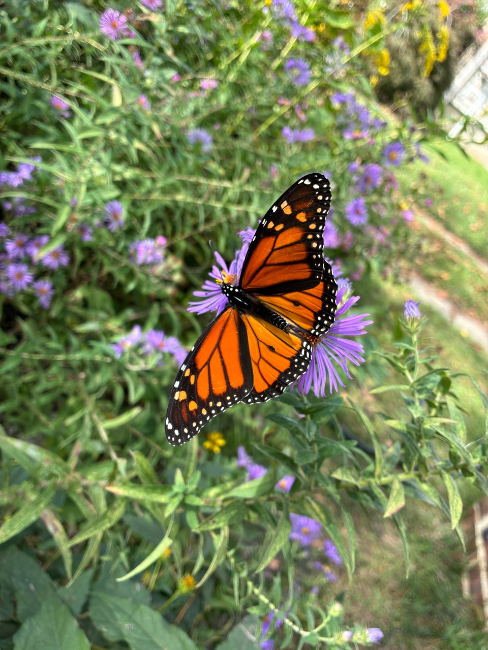Monarch butterfly on purple flowers.