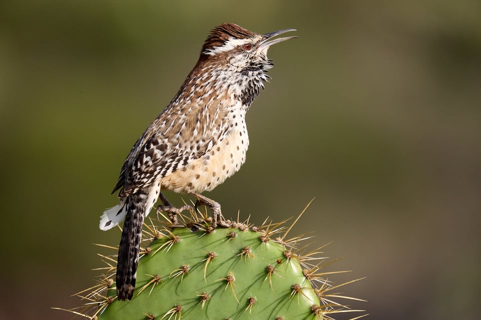 A wren on a cactus