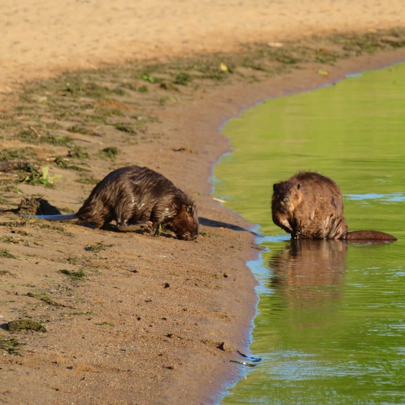 Beavers were busy—yes, busy beavers are A Thing— along the beach at Sand Point. / Photo by Steve Dietz