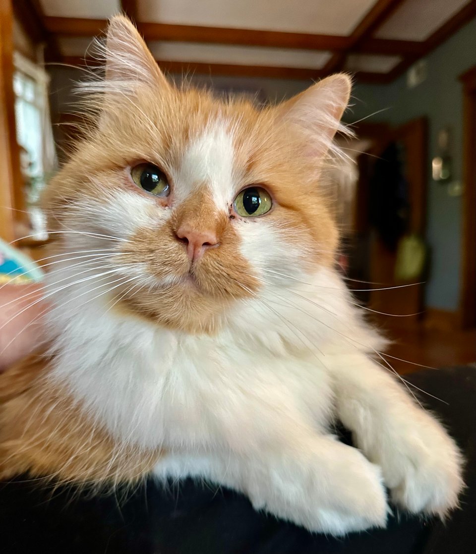A fluffy orange and white cat looking at the camera and being extra, extra handsome