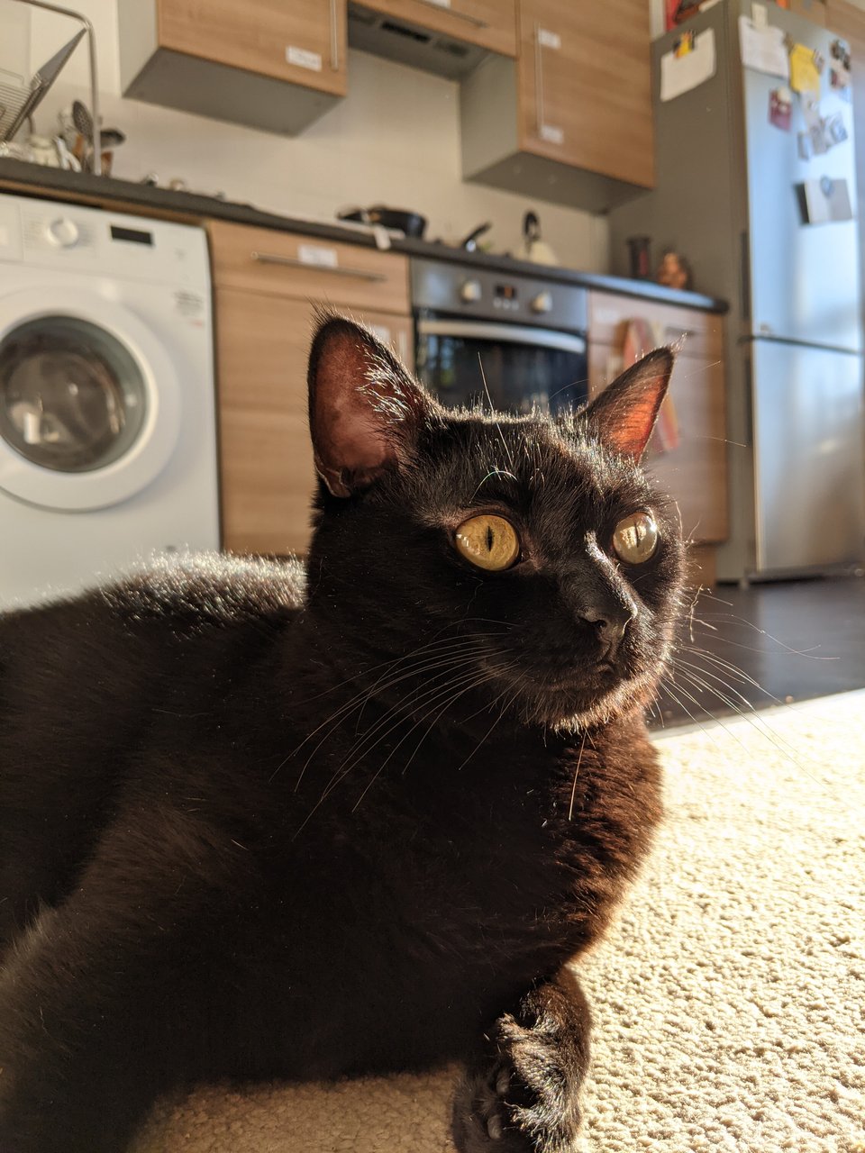 a black cat sits on a c arpet and stares off to the right of the viewer. In the background there's a clothes dryer and some kitchen cabinets.