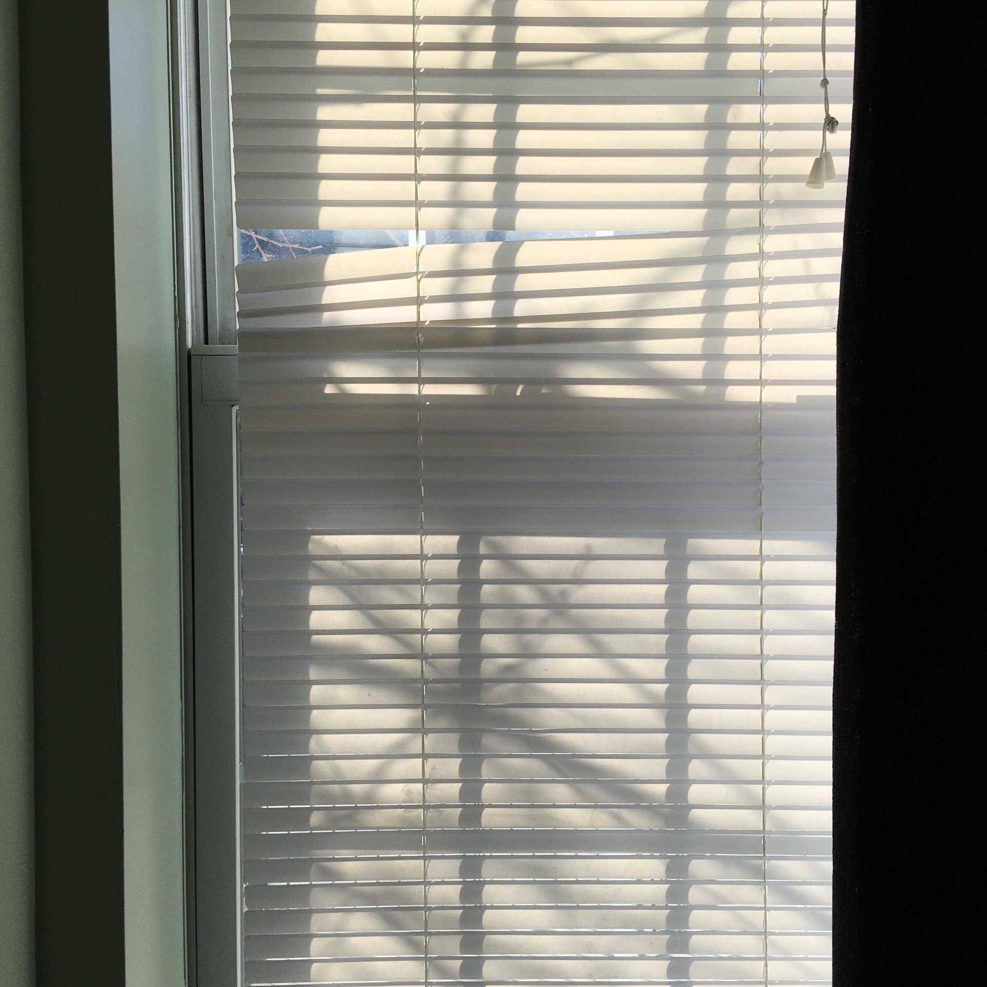 Photo of a window with blinds covering it. Light streams gently through the slats, and the shadows of tree branches waver in criss-cross patterns across the blinds.
