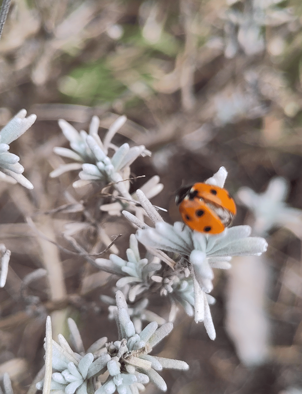 Ein Marienkäfer (leicht unscharf fotografiert) auf einem Lavendelzweig sitzend.