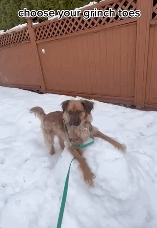 A video entitled "choose your grinch toes" and then several images of various types of this one dog's long toe fur in different shapes and textures.