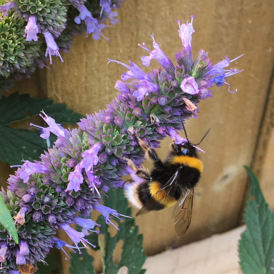 A fluffy bumblebee feasting on the purple flowers of agastache 'Black Adder'. Image by Rowan Ambrose