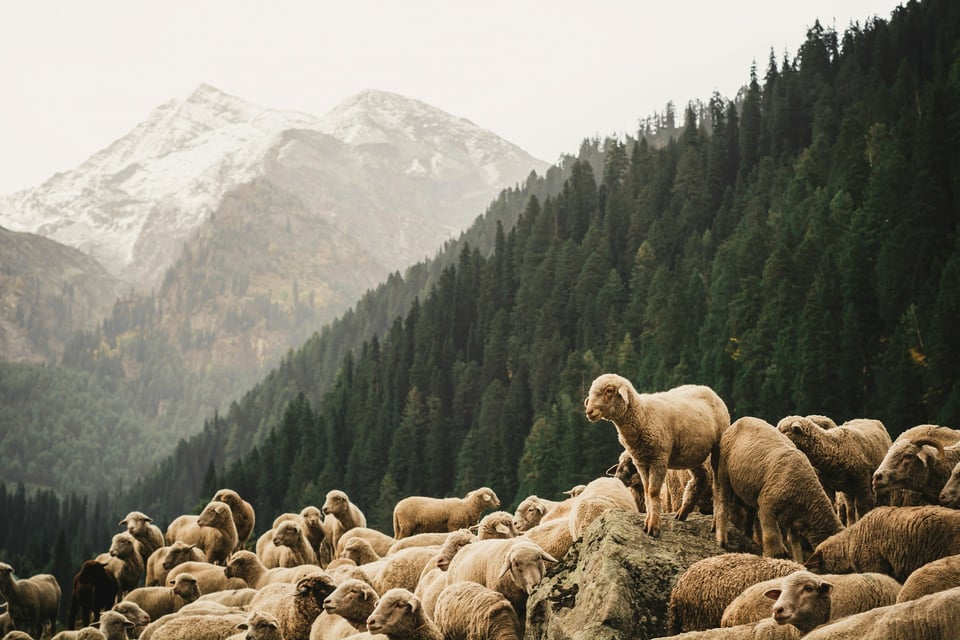A group of sheep, one of which is standing on a rock so it is higher than the others. Photo by Dibya Jyoti Ghosh on Unsplash.