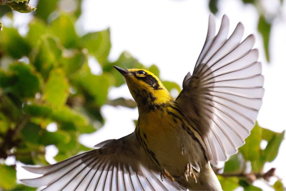 Townsend's warbler with its wings outstretched