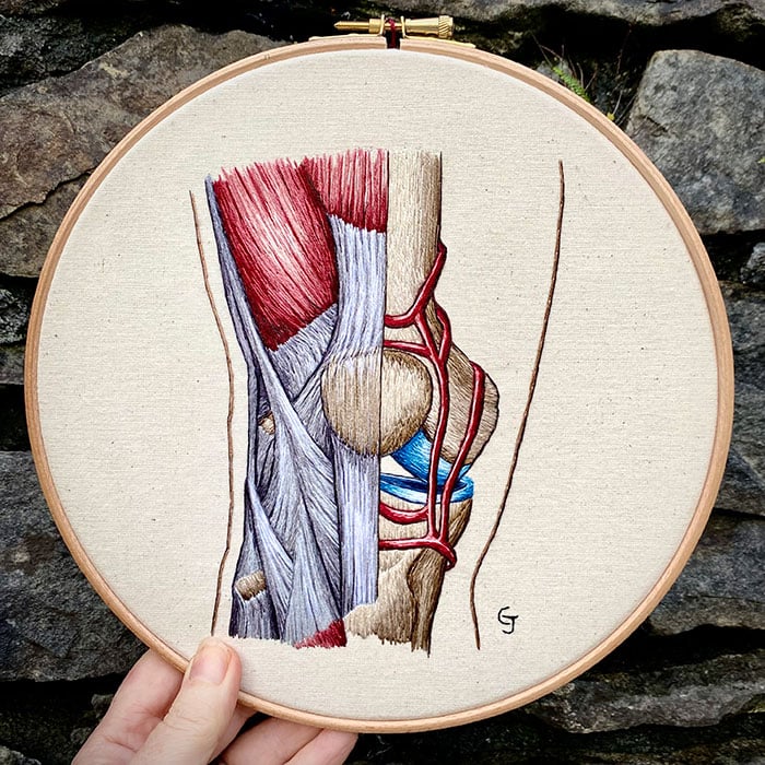 Knee, embroidery by Cath James. 9" embroidery hoop with off-white fabric, onto which is embroidered a cutaway illustration of the human knee, showing bones, blood vessels, muscles, and connective tissue. Click image to view source.