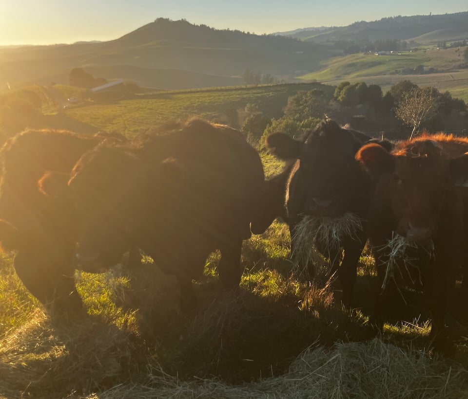 Happy cows eating winter hay on green pasture