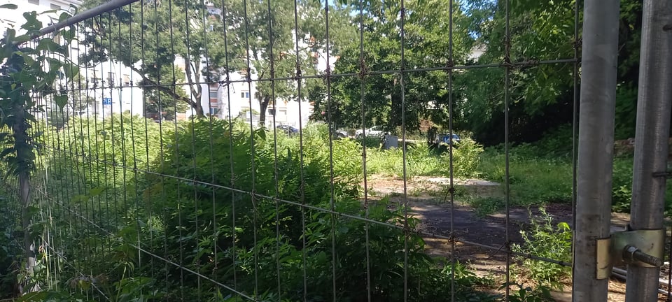 Another photograph of that empty lot near my place. The plants are now already higher than they were at the end of April. 