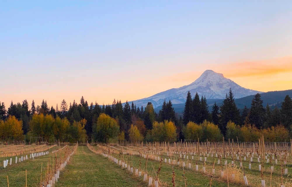 Forever on Our Mind: Oregon Wine Tasting or: How I Learned to Stop Worrying and Love Pinot Noir 