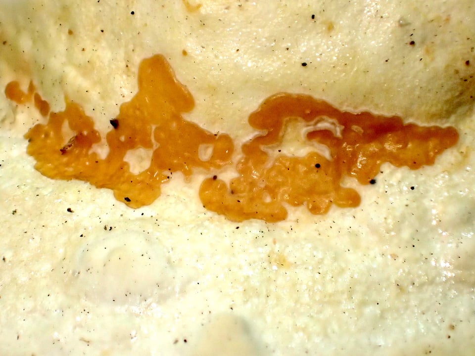 [This amber, sap-like plasmodium may have run out of food or encountered especially dry weather, and has hardened on top of a polypore mushroom. Slime molds can stay in this phase indefinitely, but may transform back into a feeding plasmodium in wet weather.]