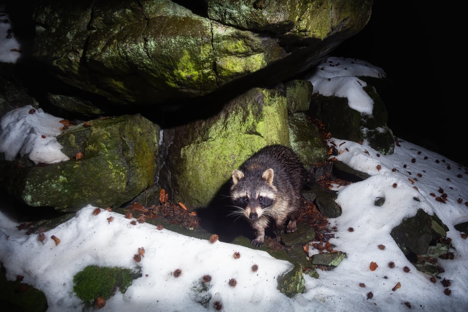 Picture of a raccoon standing close to much larger moss covered rocks, ringed in by clean snow and a smattering of leaves.