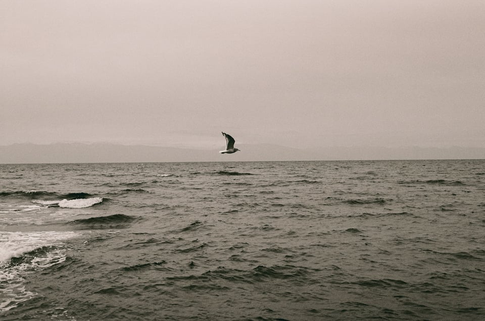 A grainy film photo of a lone seagull flying just above choppy ocean waters, wtih calm, foggy air above.