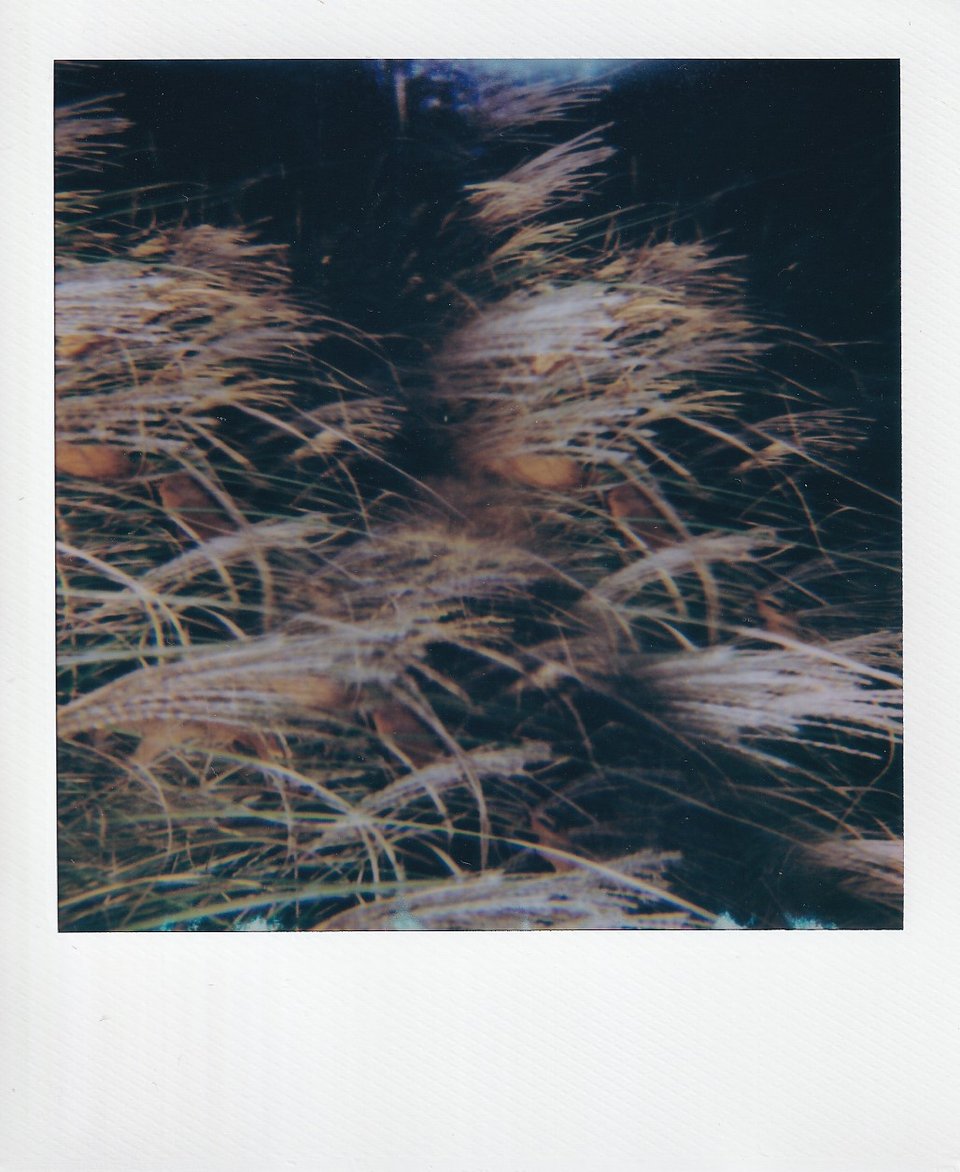 A Polaroid of a sea of fractured, repeated tall tan-colored grasses.