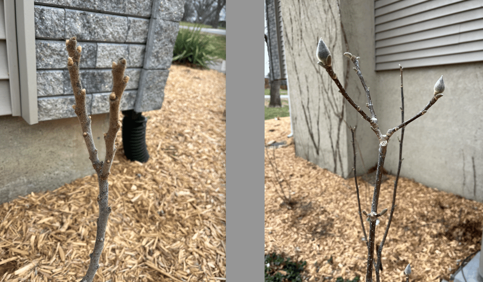 A baby tiger-eye sumac, just getting fuzzy, and a baby jane magnolia, with pretty little buds!